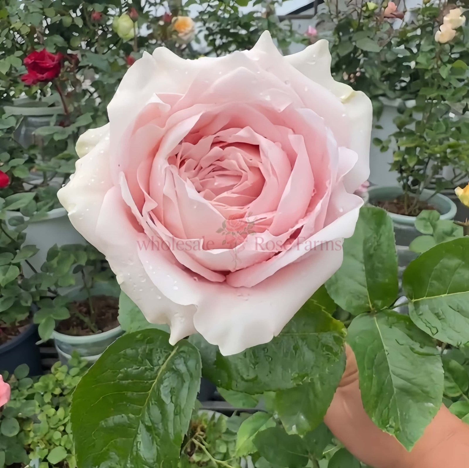 Norma Jean Rose丨Wholesale Rose Farms