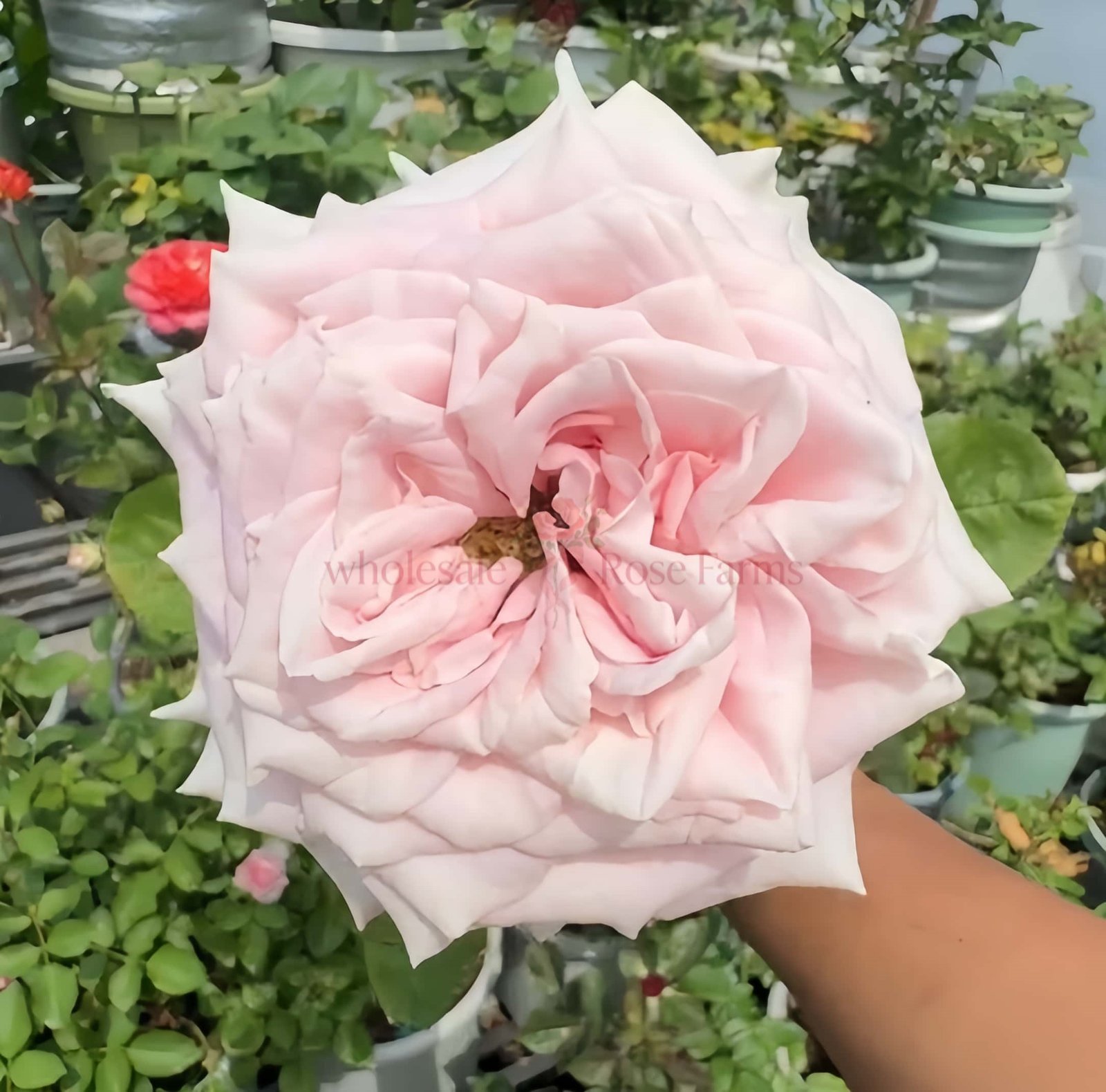 Norma Jean Rose for Wholesale丨Wholesale Rose Farms