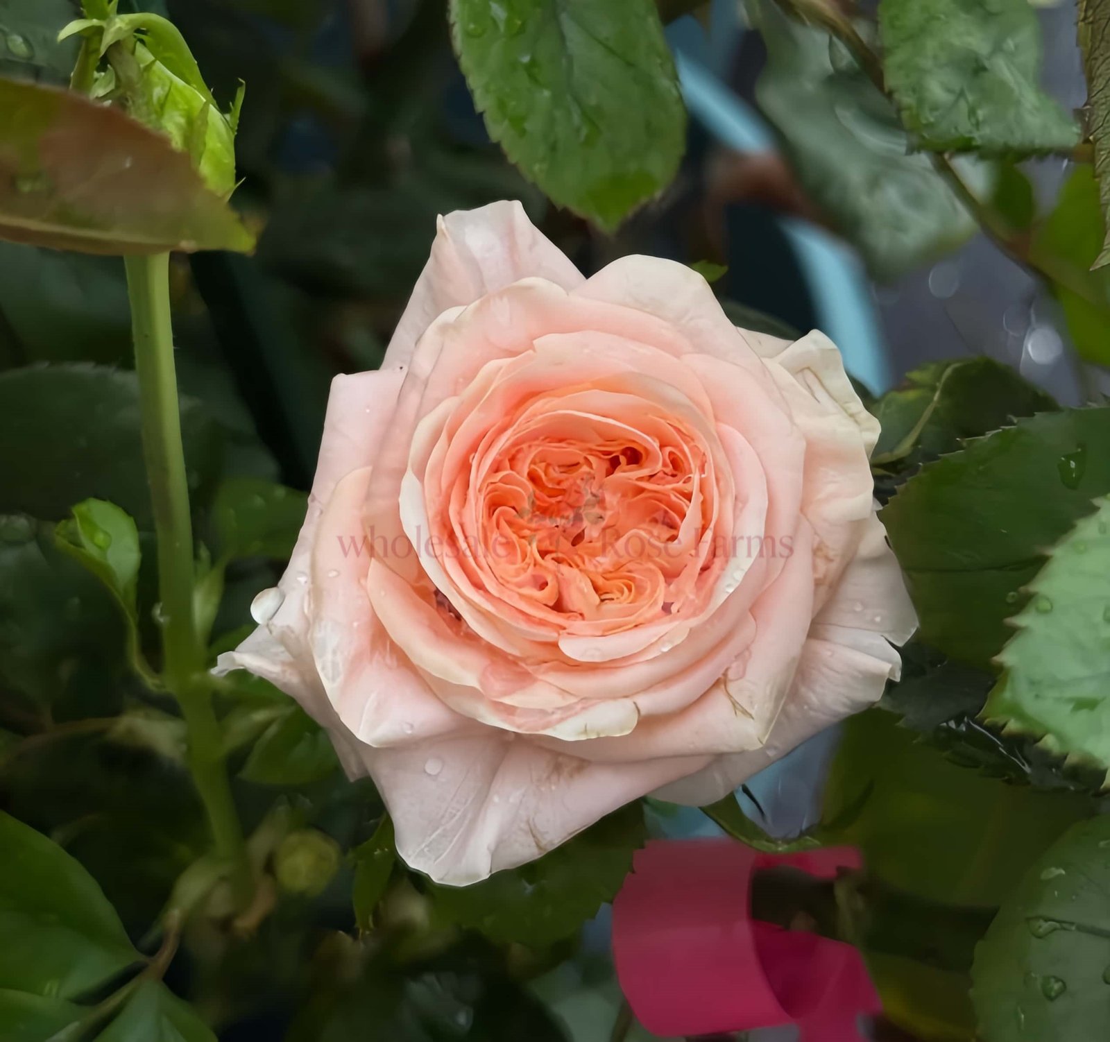Nuwa Rose plant丨Wholesale Rose Farms