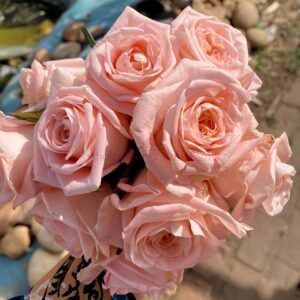 Nuwa Rose丨Wholesale Rose Farms