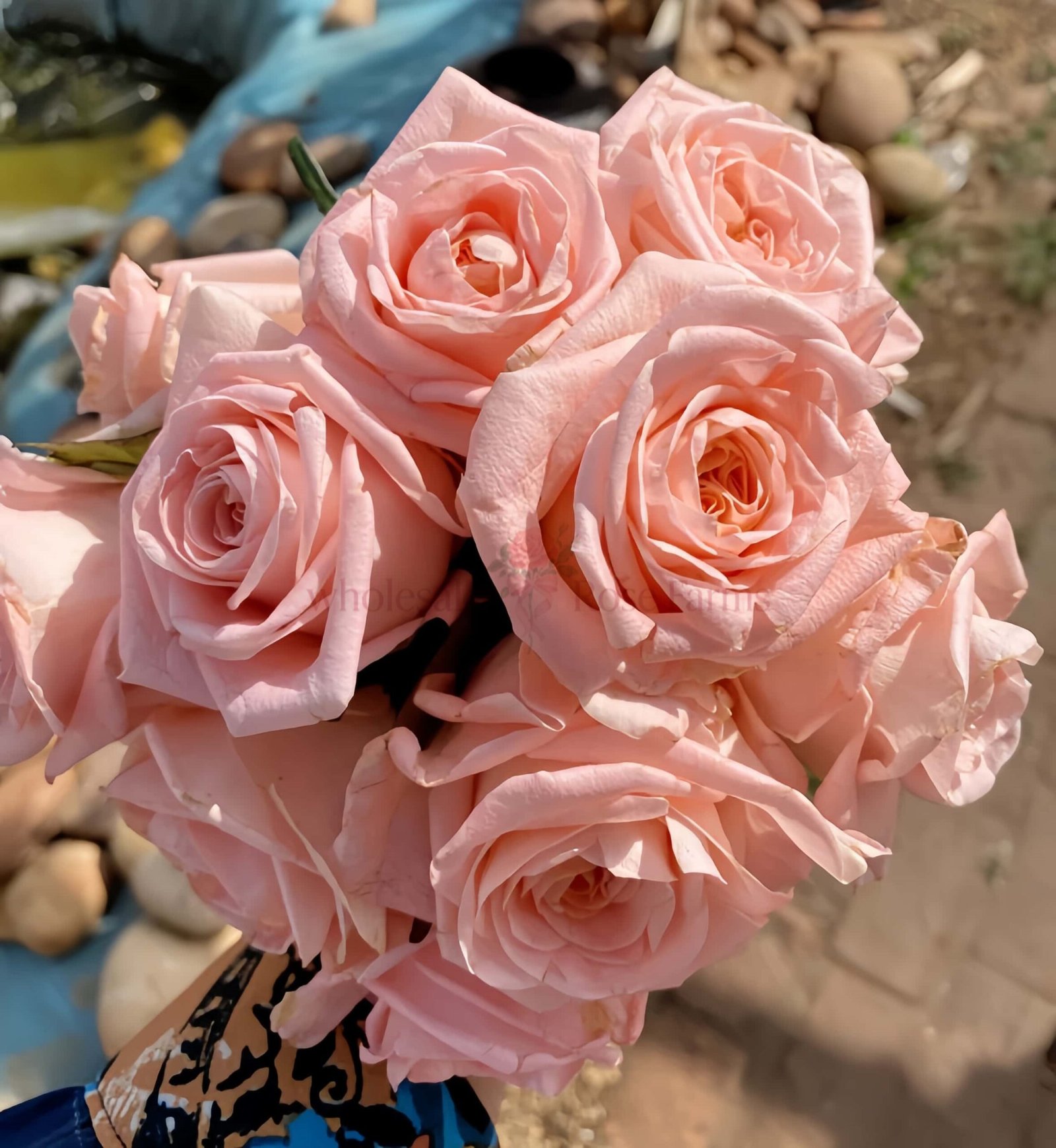 Nuwa Rose丨Wholesale Rose Farms