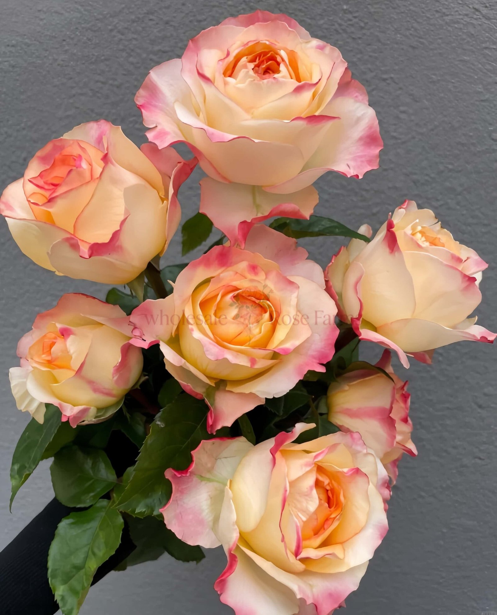 Poetica Rose plant丨Wholesale Rose Farms