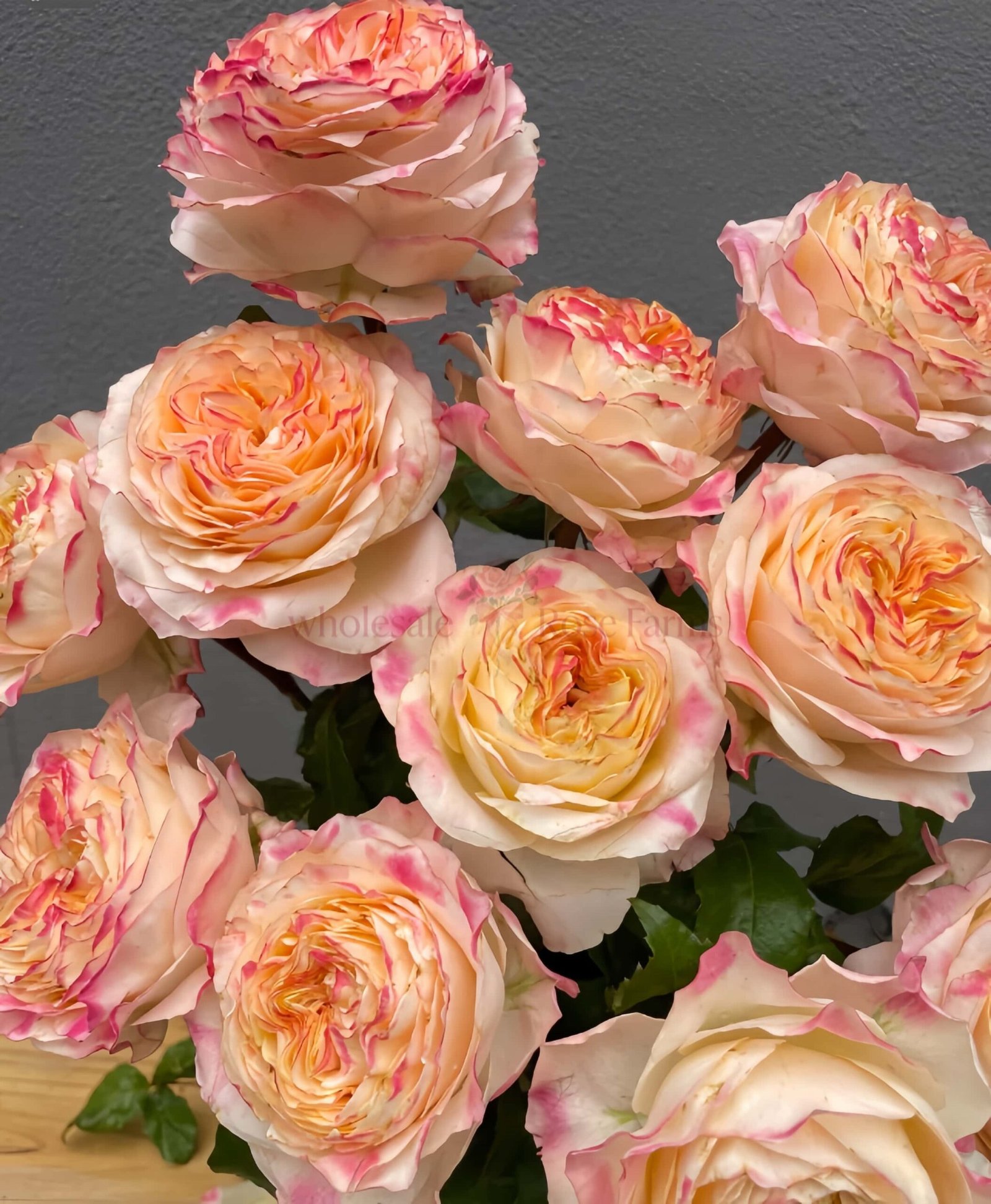 Poetica Rose丨Wholesale Rose Farms