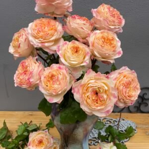 Poetica Rose for Wholesale丨Wholesale Rose Farms