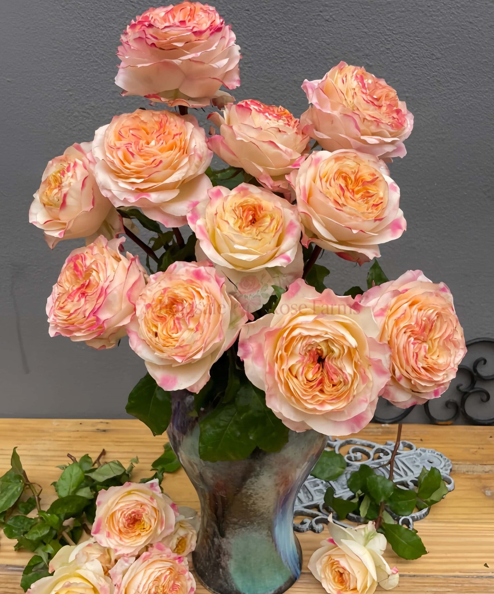 Poetica Rose for Wholesale丨Wholesale Rose Farms
