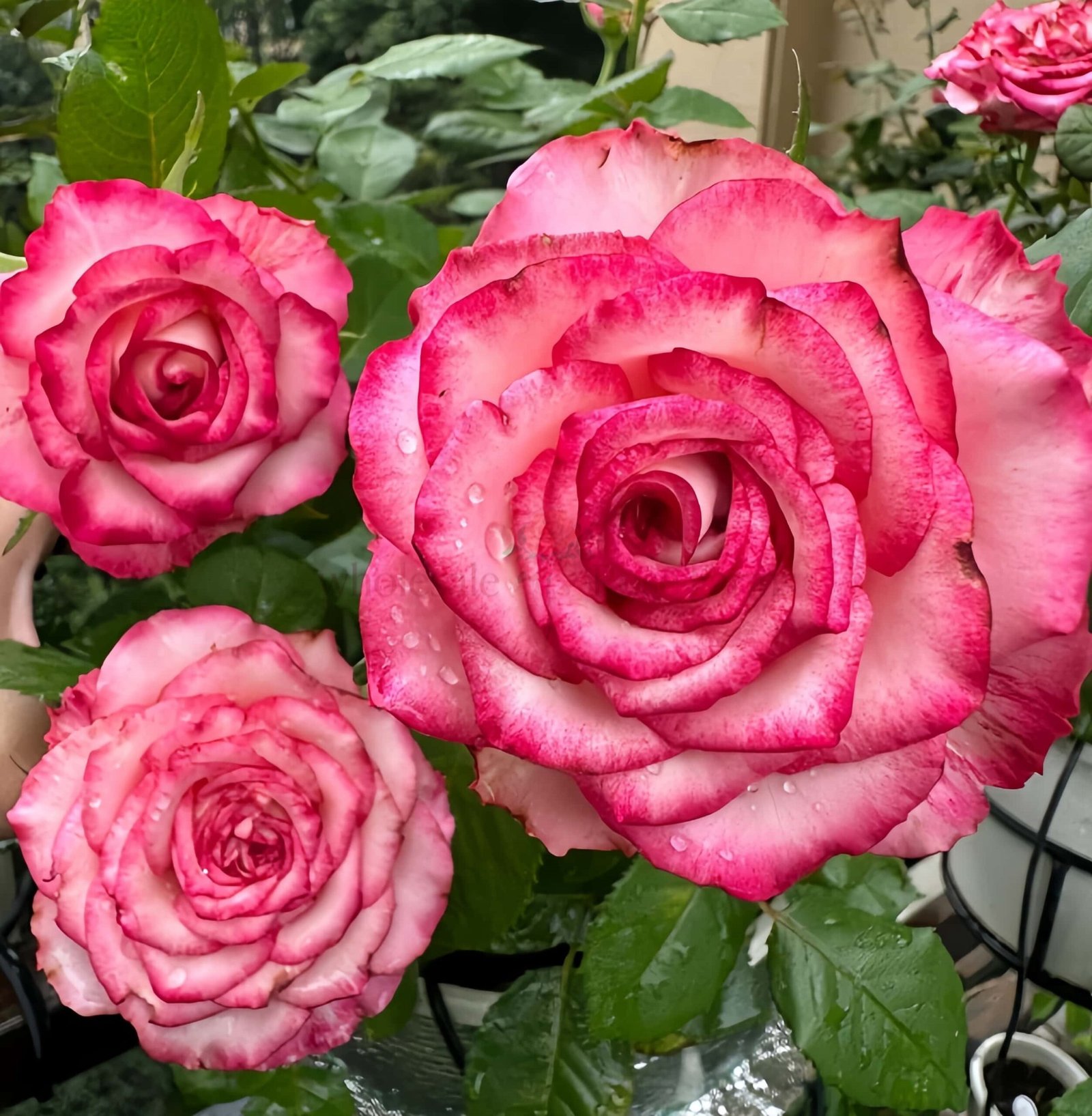 Ripasso Rose plant丨Wholesale Rose Farms