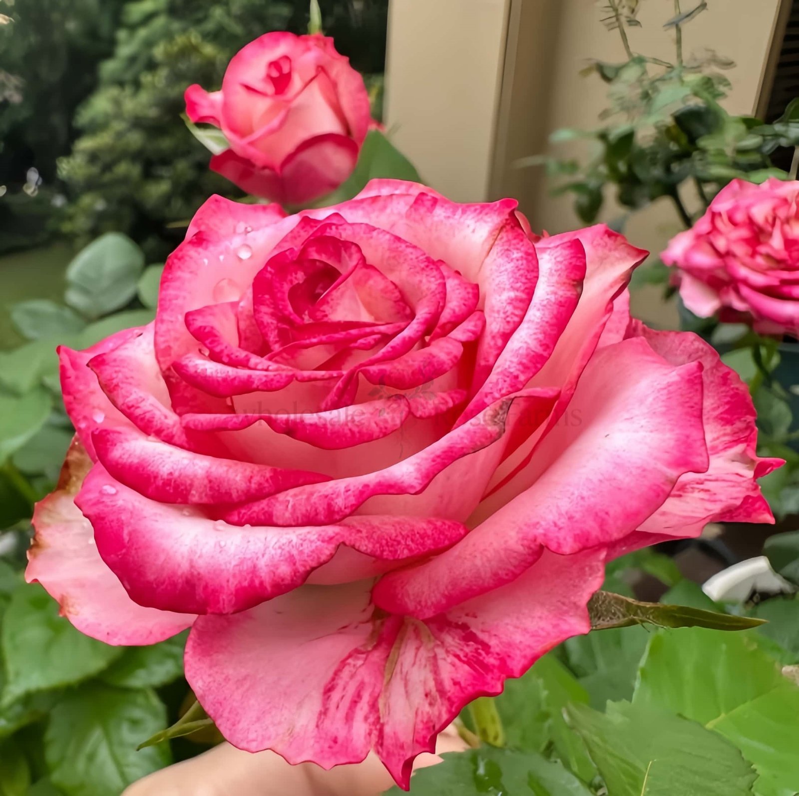 Ripasso Rose丨Wholesale Rose Farms