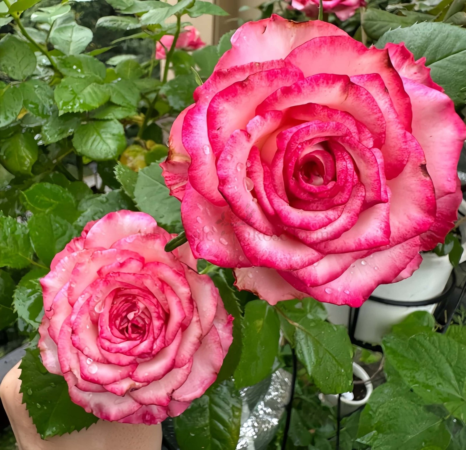 Ripasso Rose for Wholesale丨Wholesale Rose Farms
