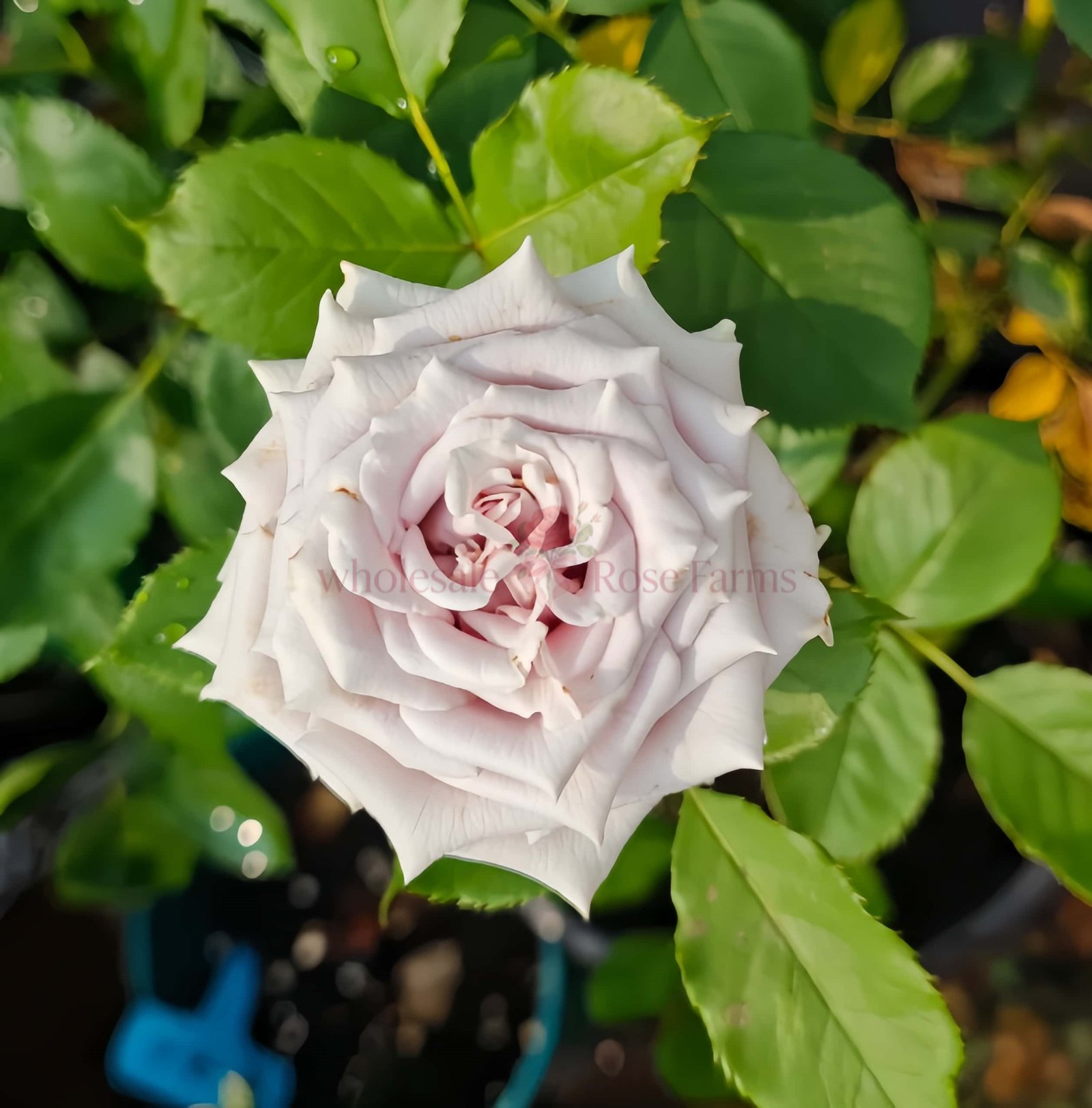 Sivery Light Rose for Wholesale丨Wholesale Rose Farms