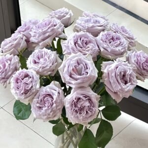 Sivery Light Rose plant丨Wholesale Rose Farms