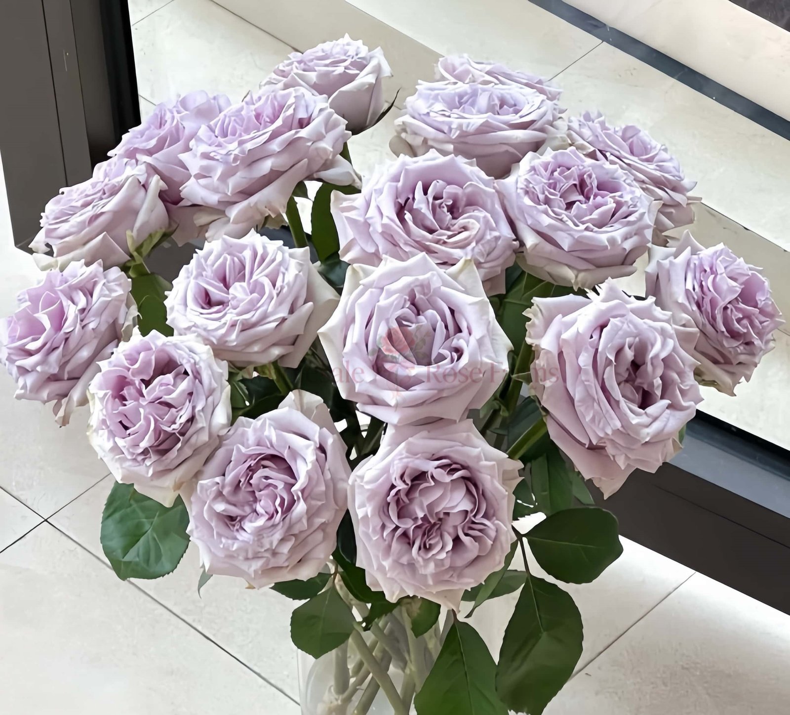 Sivery Light Rose plant丨Wholesale Rose Farms