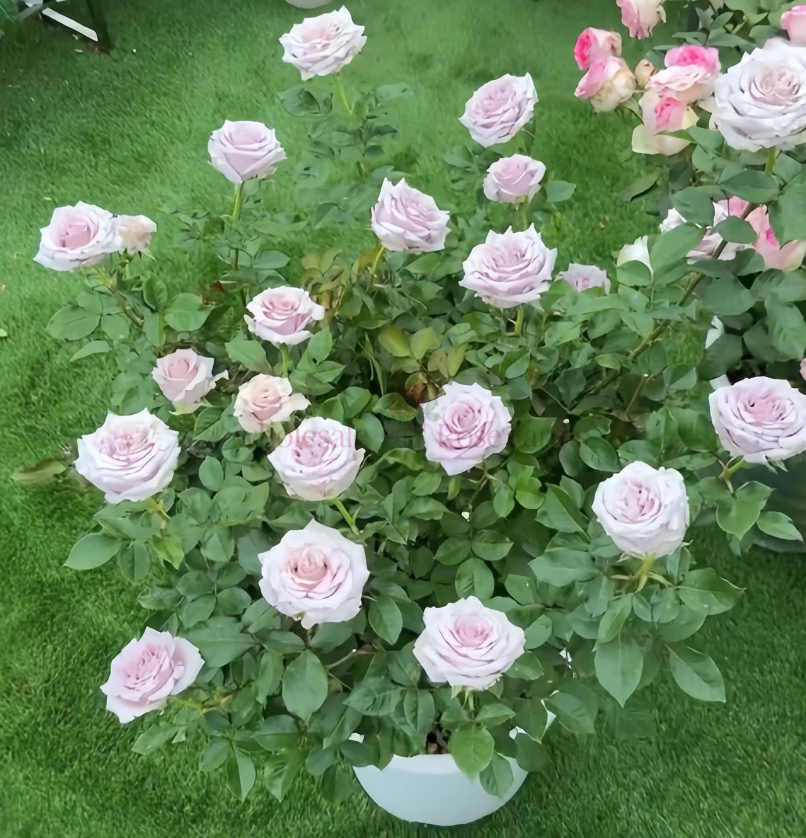Sivery Light Rose丨Wholesale Rose Farms