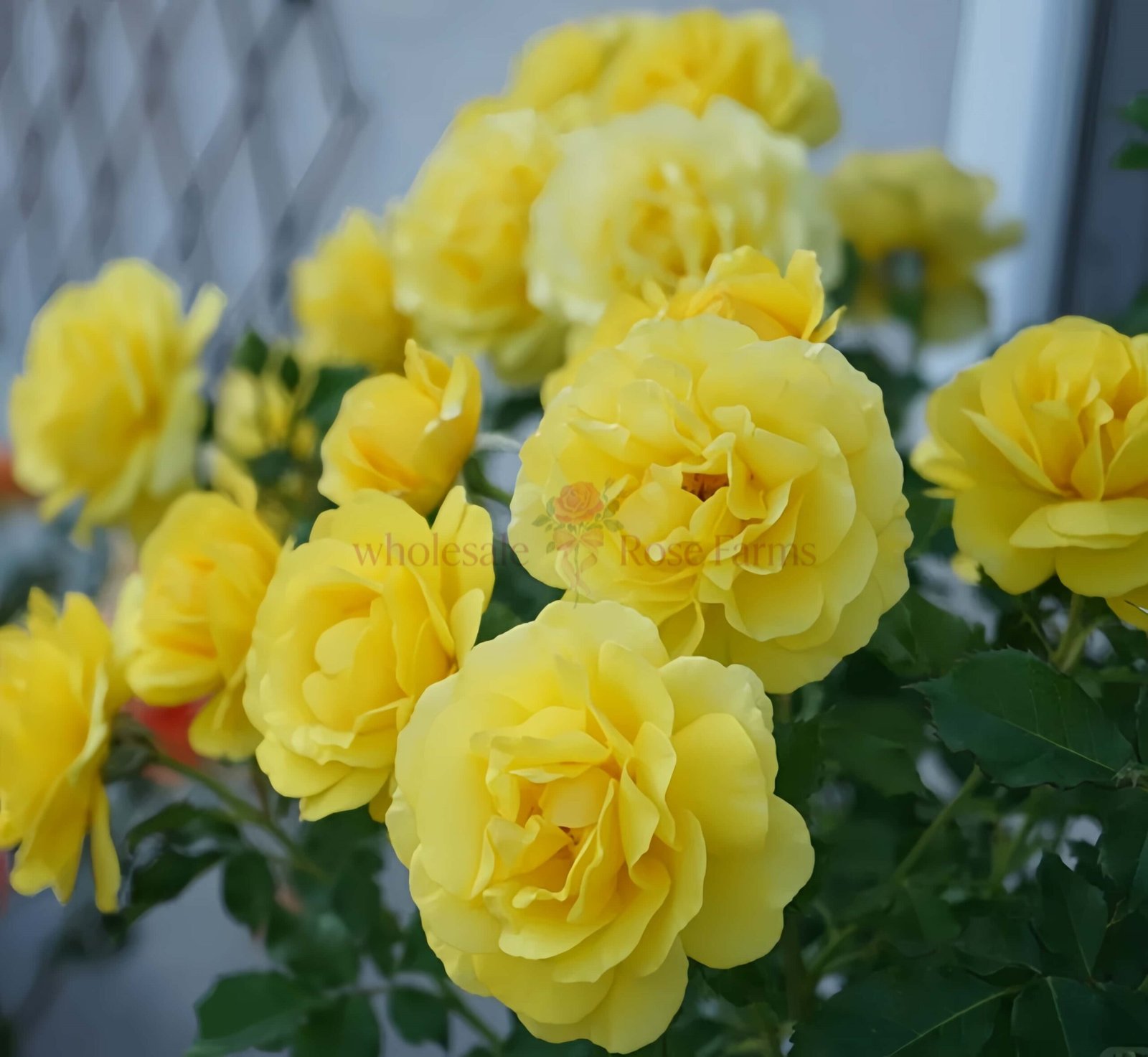 Soul Mate Rose plant丨Wholesale Rose Farms