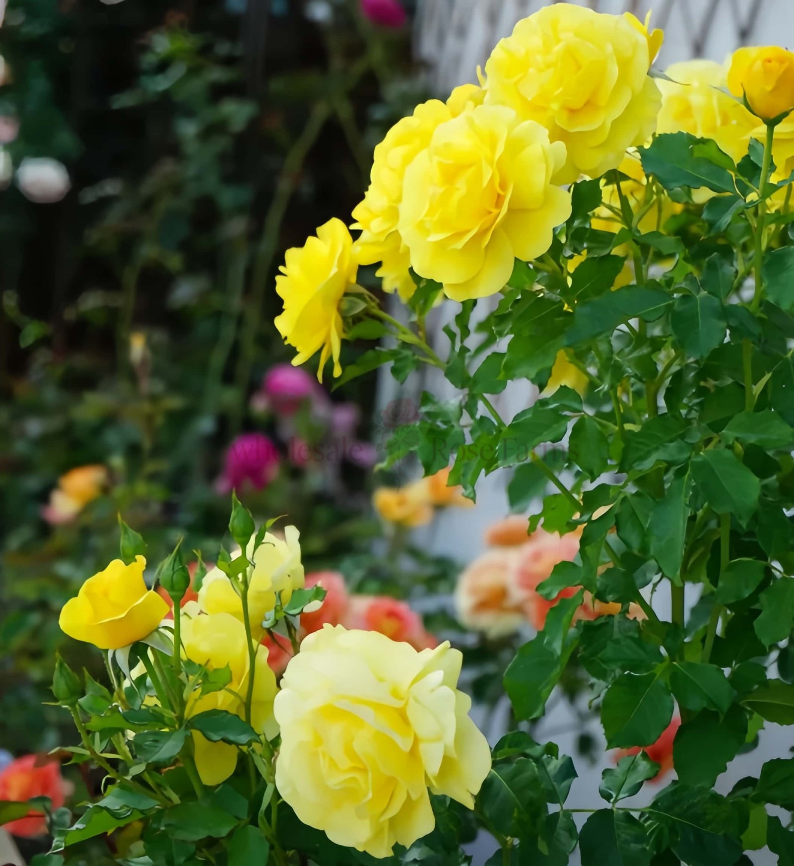 Soul Mate Rose丨Wholesale Rose Farms
