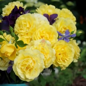 Soul Mate Rose for Wholesale丨Wholesale Rose Farms