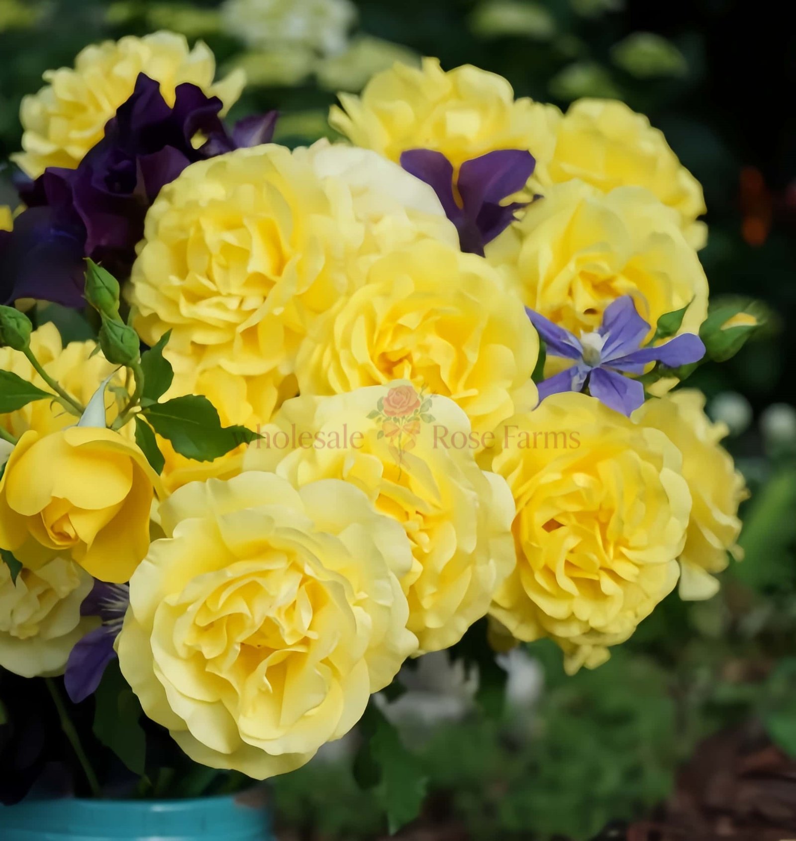 Soul Mate Rose for Wholesale丨Wholesale Rose Farms
