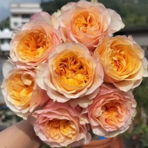 Tie Dye Rose plant丨Wholesale Rose Farms
