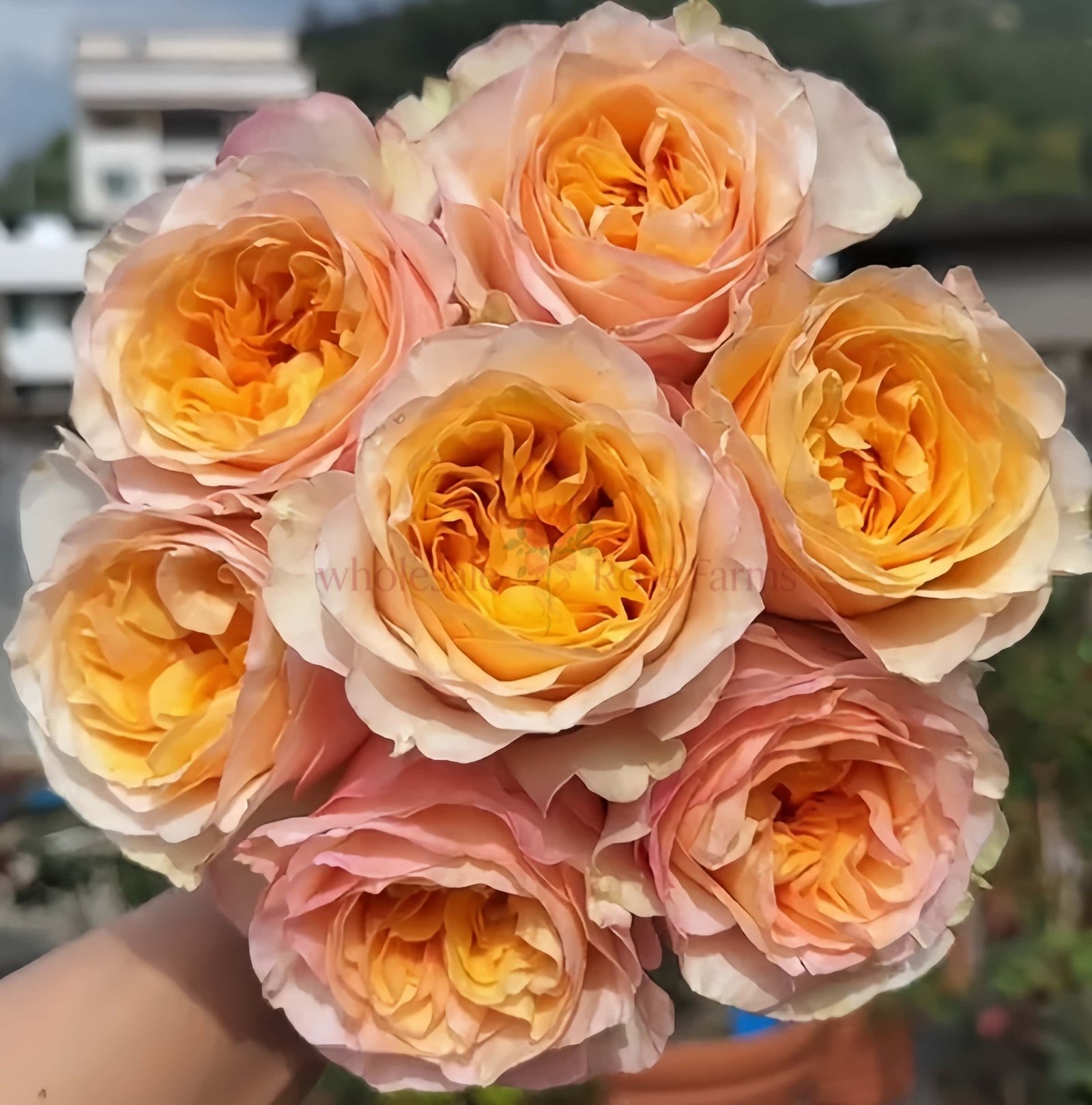 Tie Dye Rose plant丨Wholesale Rose Farms