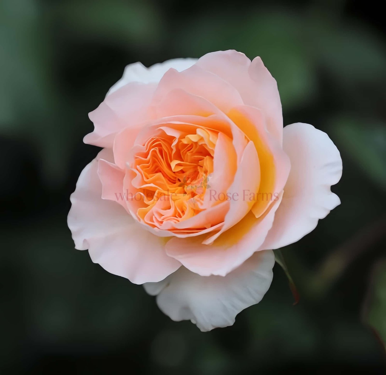 Tie Dye Rose丨Wholesale Rose Farms