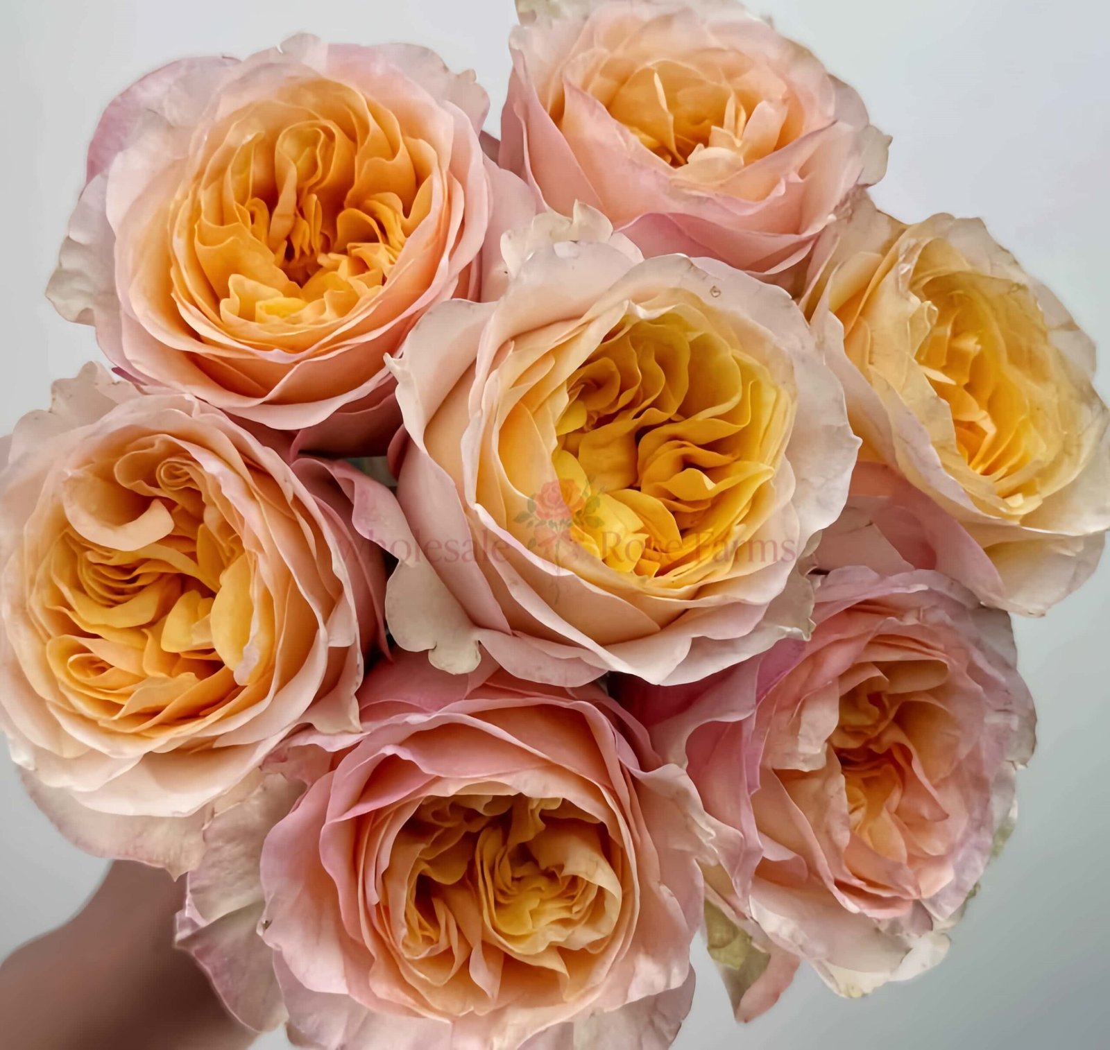Tie Dye Rose for Wholesale丨Wholesale Rose Farms