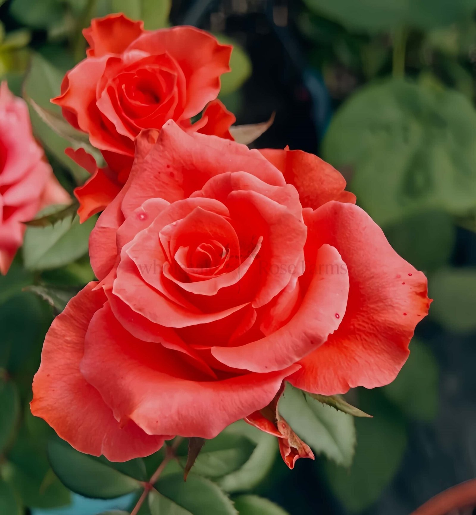Yu Haitang Rose for Wholesale丨Wholesale Rose Farms