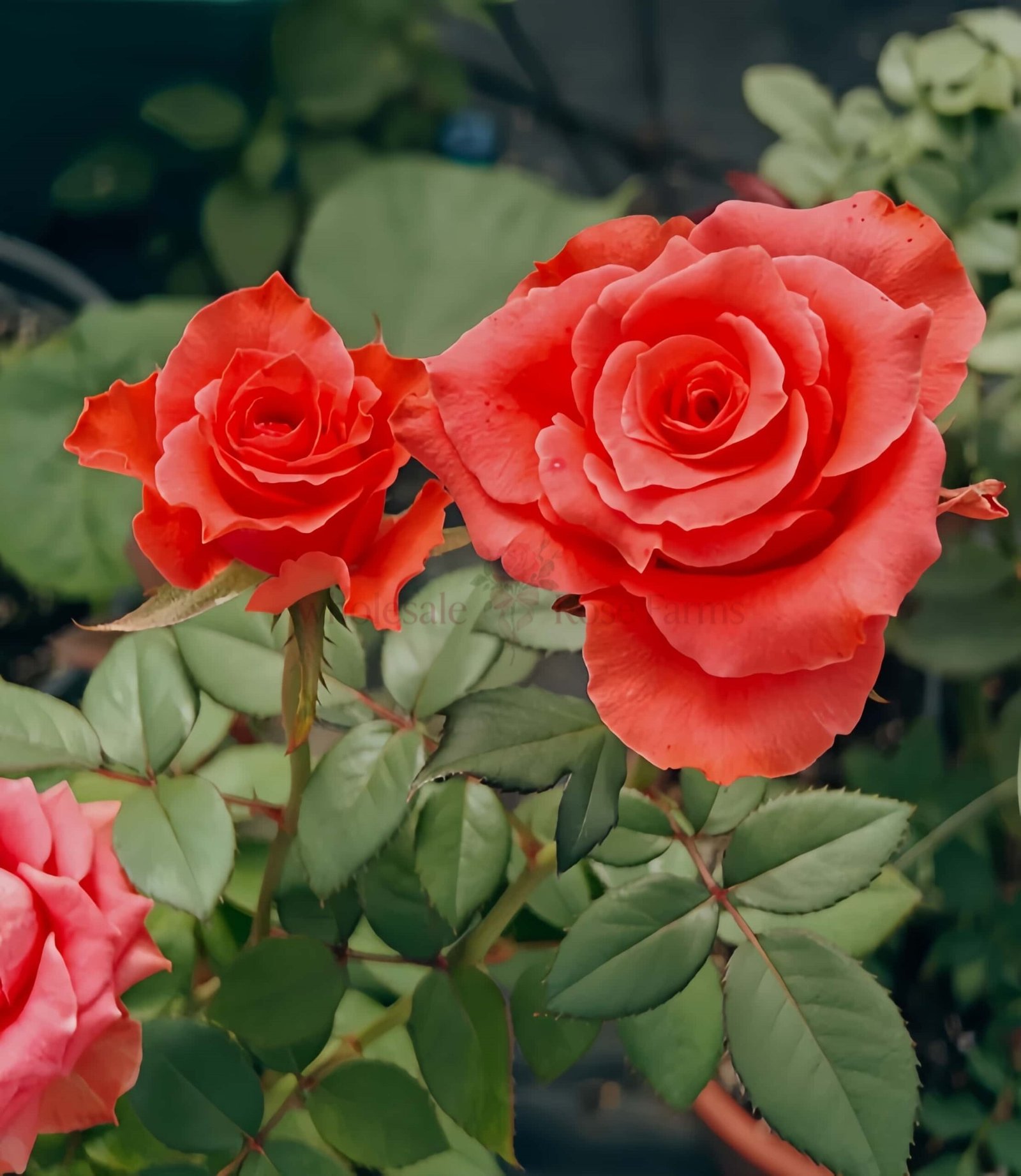 Yu Haitang Rose plant丨Wholesale Rose Farms