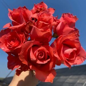 Yu Haitang Rose丨Wholesale Rose Farms