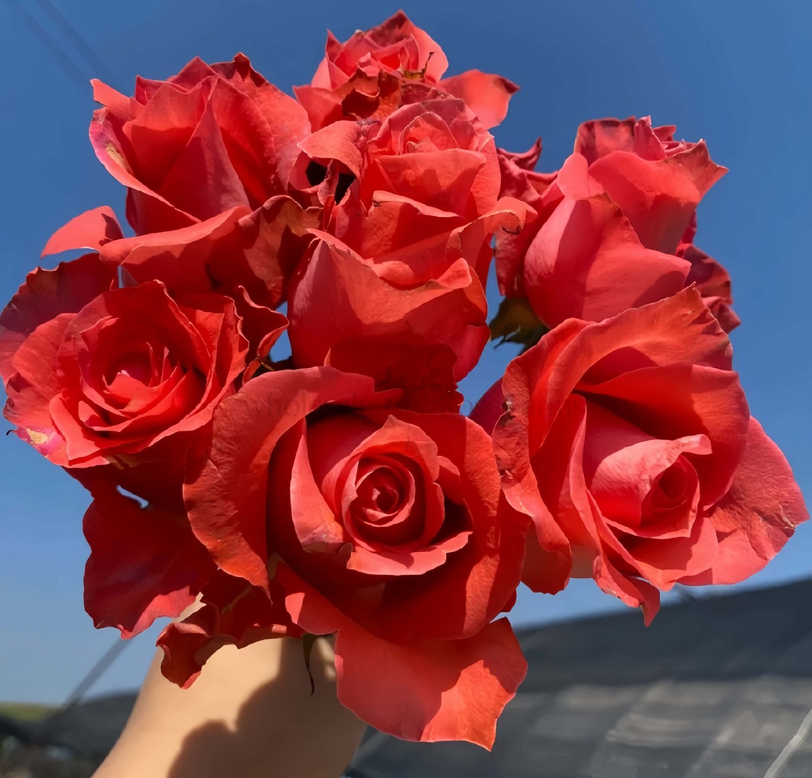 Yu Haitang Rose丨Wholesale Rose Farms