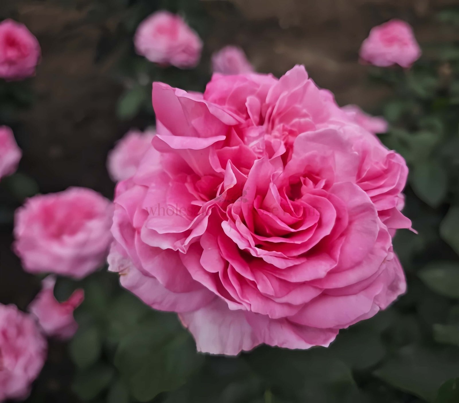 Zui Hongyan Rose plant丨Wholesale Rose Farms