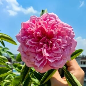 Zui Hongyan Rose丨Wholesale Rose Farms