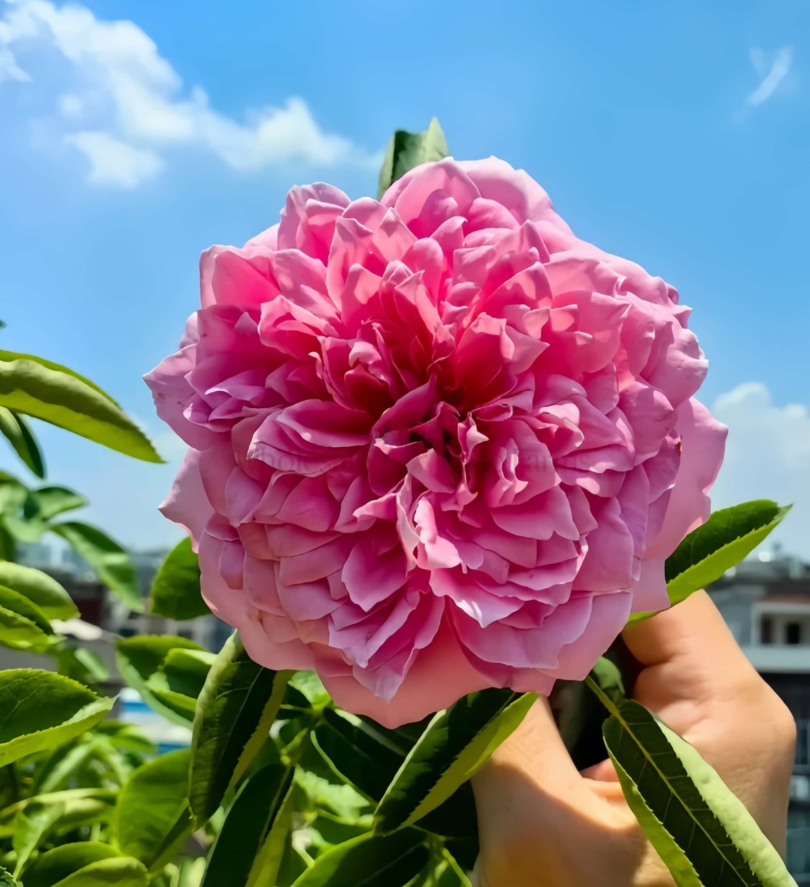 Zui Hongyan Rose丨Wholesale Rose Farms