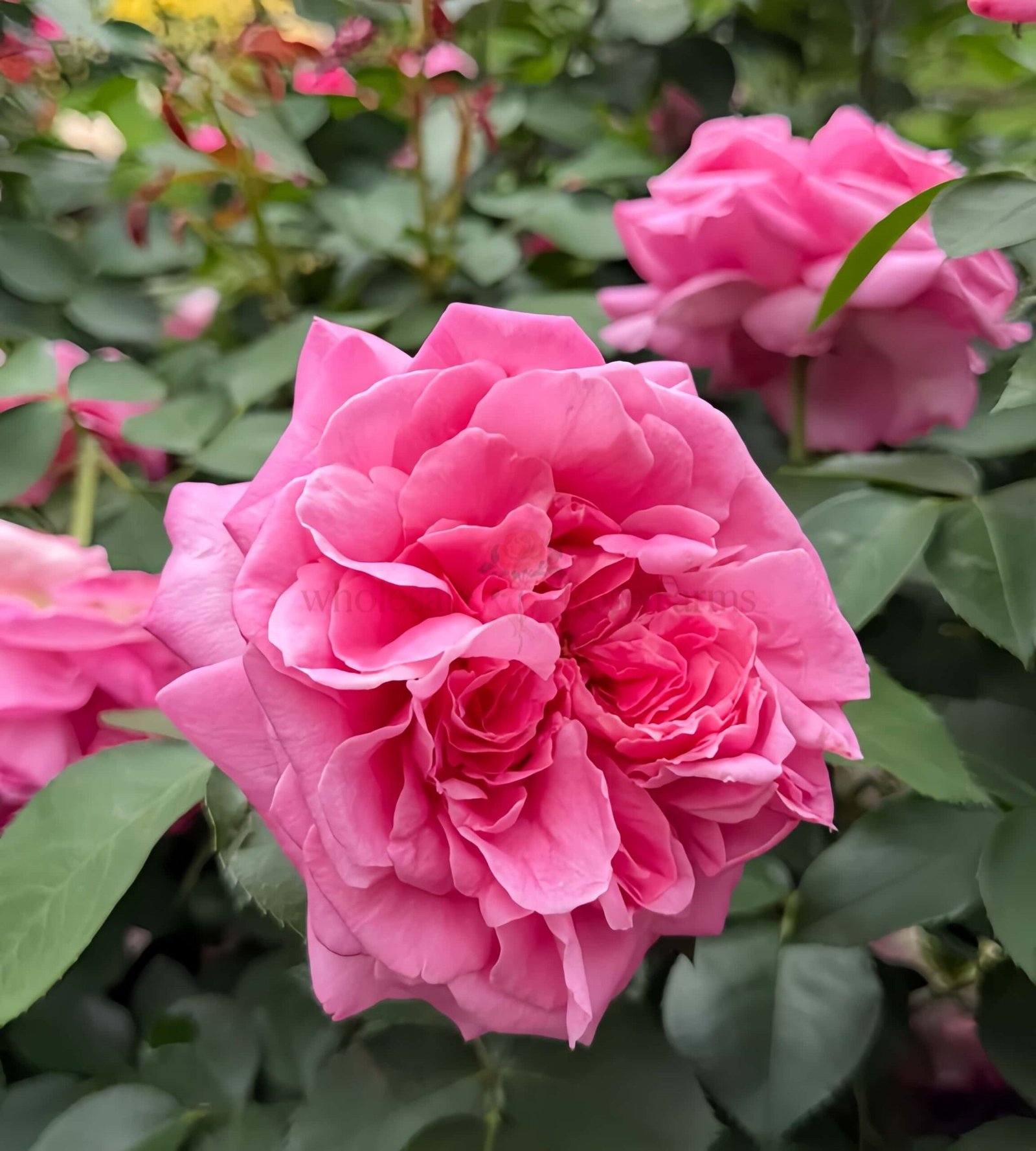 Zui Hongyan Rose for Wholesale丨Wholesale Rose Farms