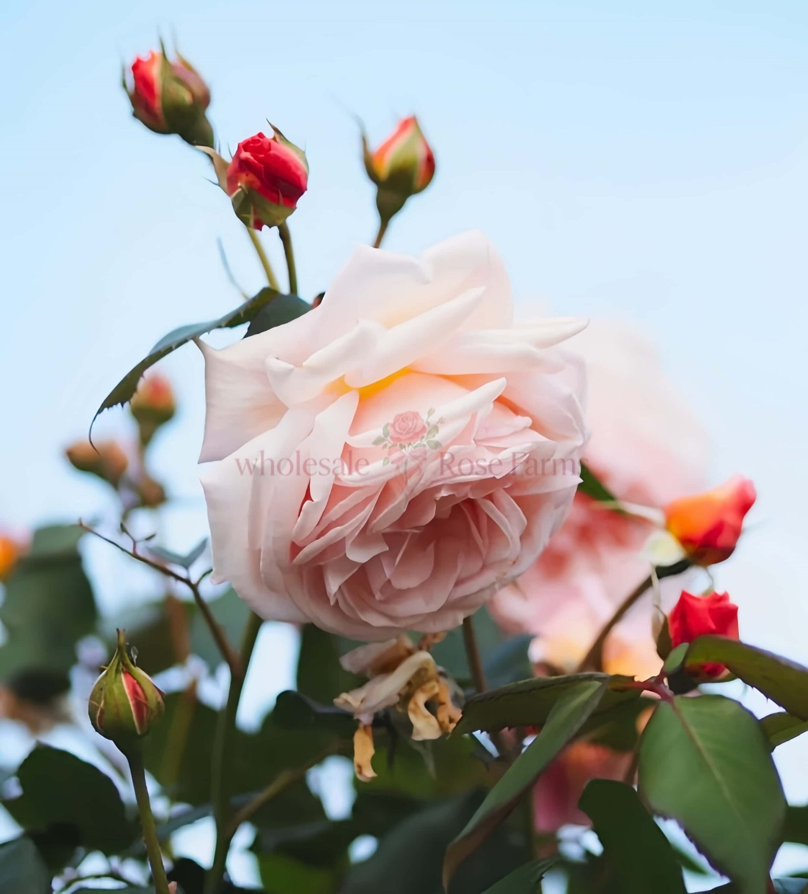 A Shropshire Lad Rose plant丨Wholesale Rose Farms