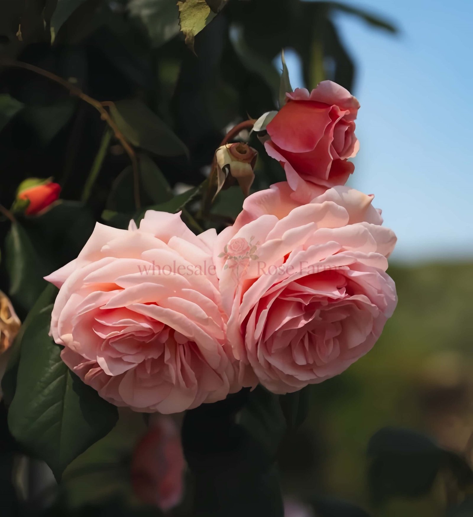 A Shropshire Lad Rose丨Wholesale Rose Farms