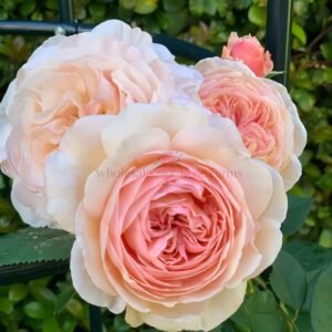 A Shropshire Lad Rose for Wholesale丨Wholesale Rose Farms