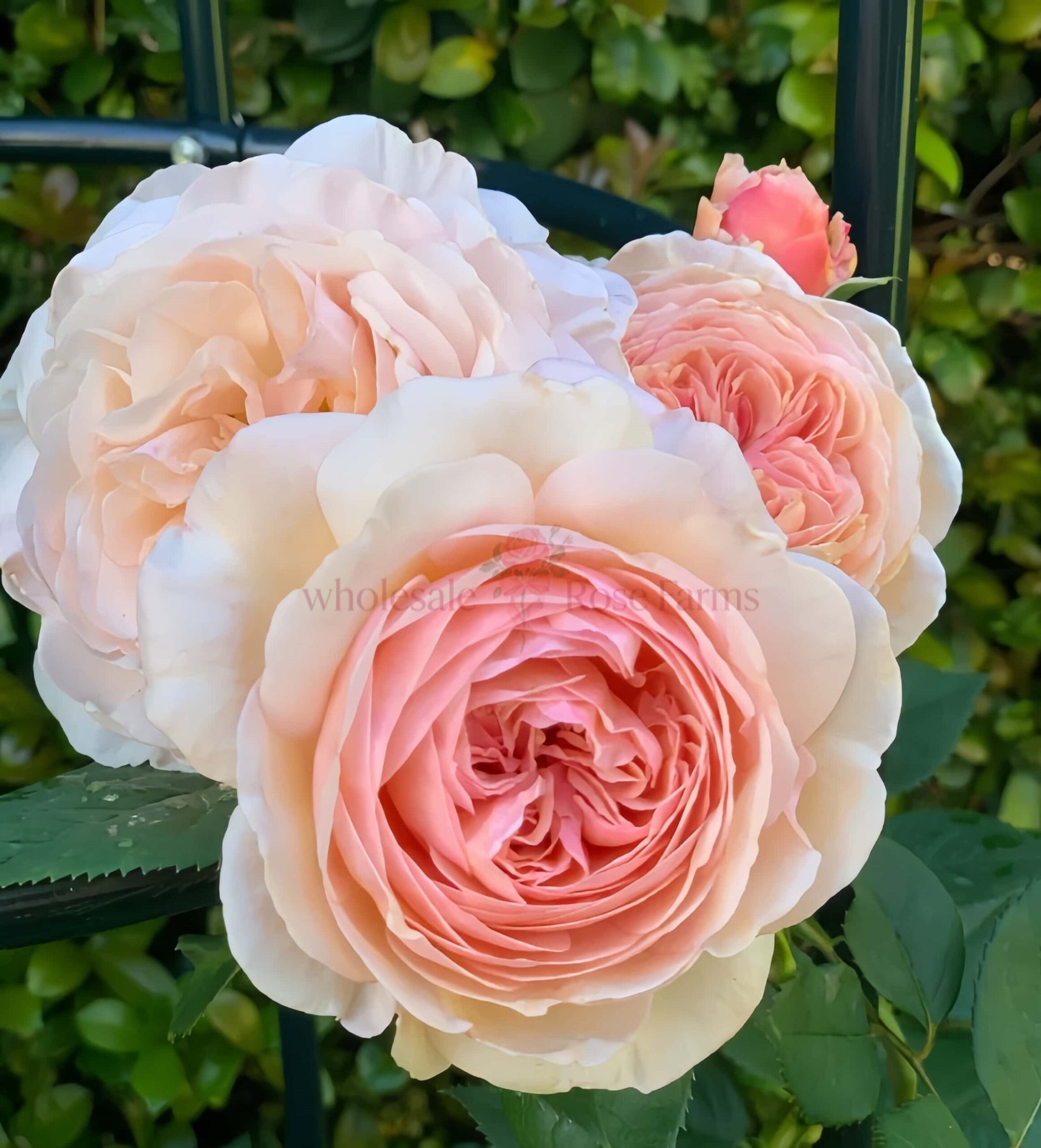 A Shropshire Lad Rose for Wholesale丨Wholesale Rose Farms