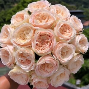 Ailor Rose plant丨Wholesale Rose Farms