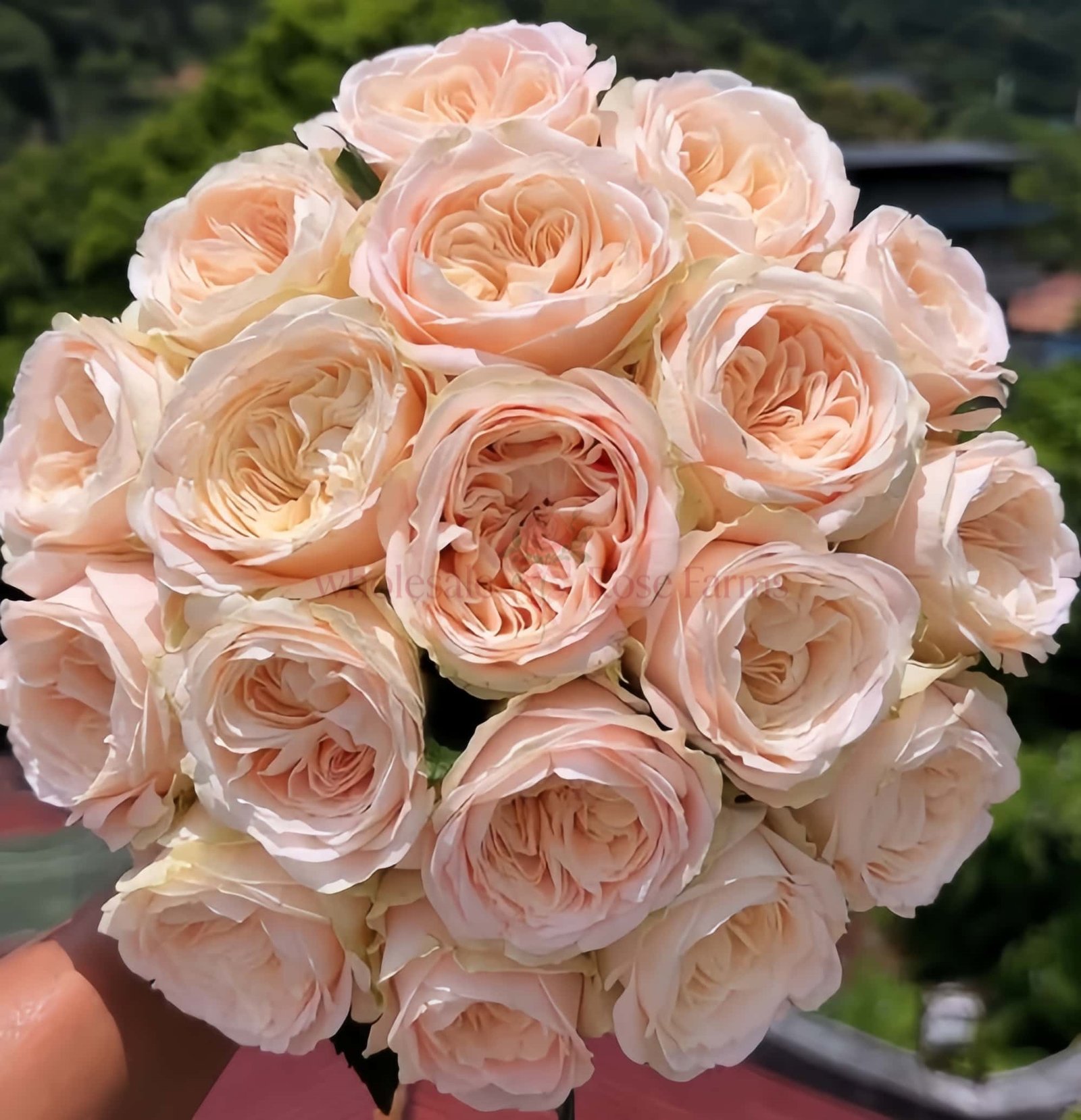 Ailor Rose plant丨Wholesale Rose Farms
