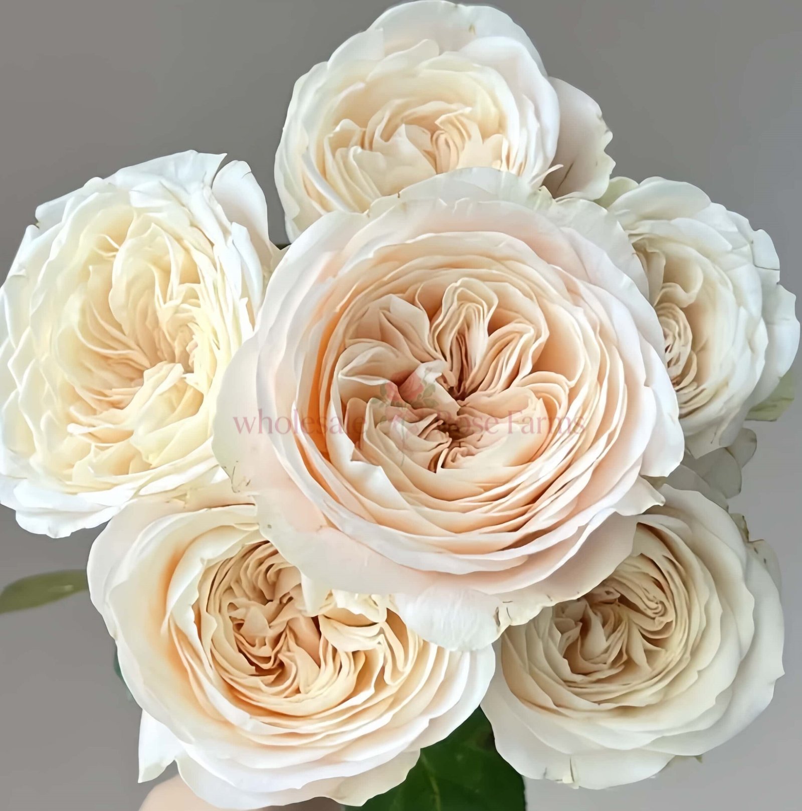 Ailor Rose丨Wholesale Rose Farms