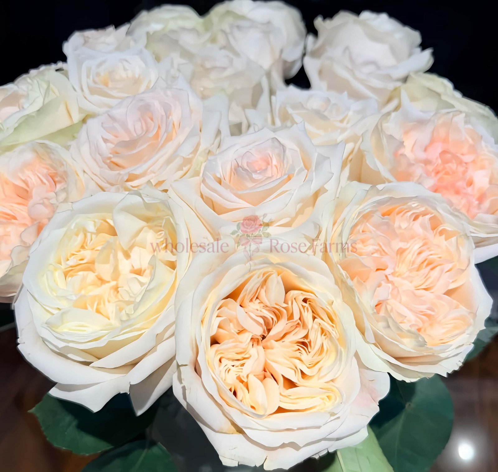 Ailor Rose for Wholesale丨Wholesale Rose Farms