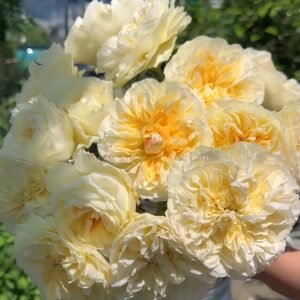 Antonia Gardens Rose plant丨Wholesale Rose Farms