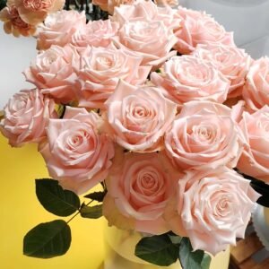 Apricot Candy Rose丨Wholesale Rose Farms