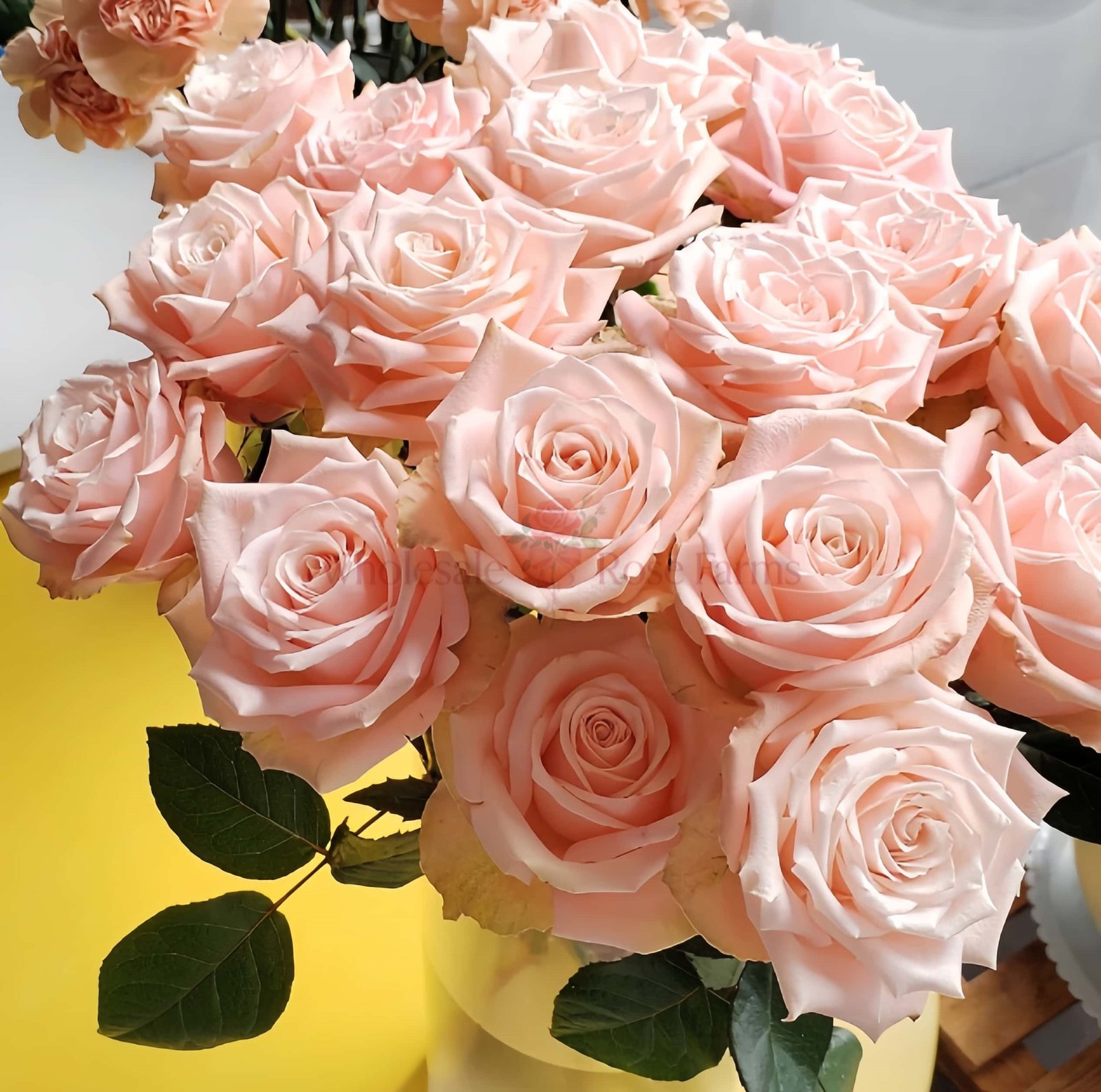 Apricot Candy Rose丨Wholesale Rose Farms
