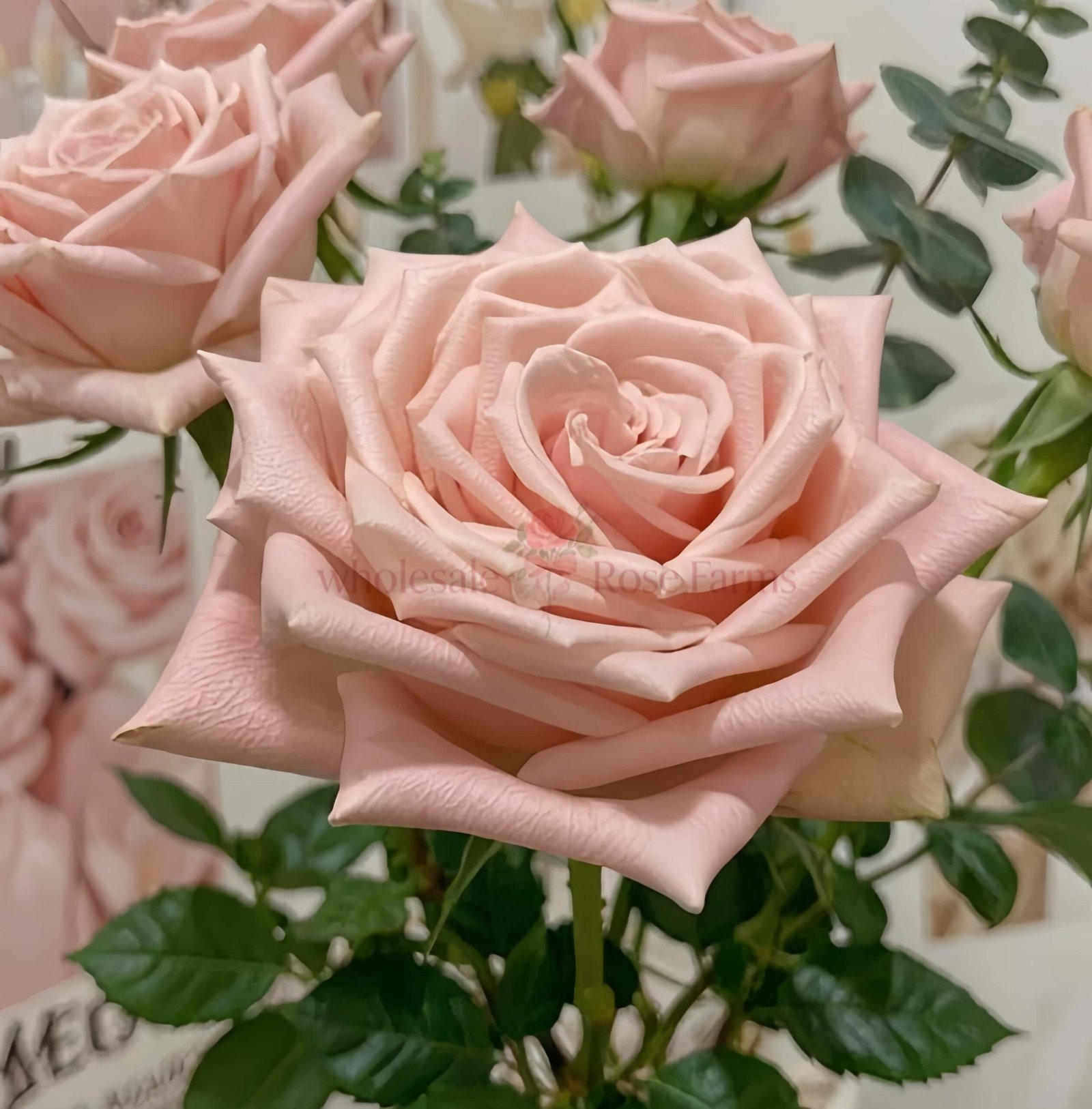 Apricot Candy Rose for Wholesale丨Wholesale Rose Farms