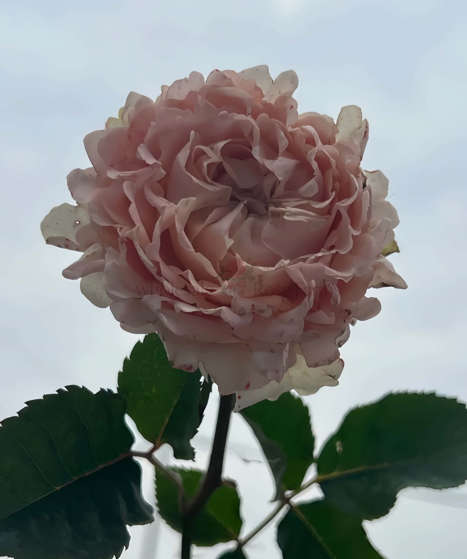 Art Nuvo Rose plant丨Wholesale Rose Farms