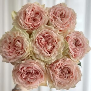 Art Nuvo Rose丨Wholesale Rose Farms