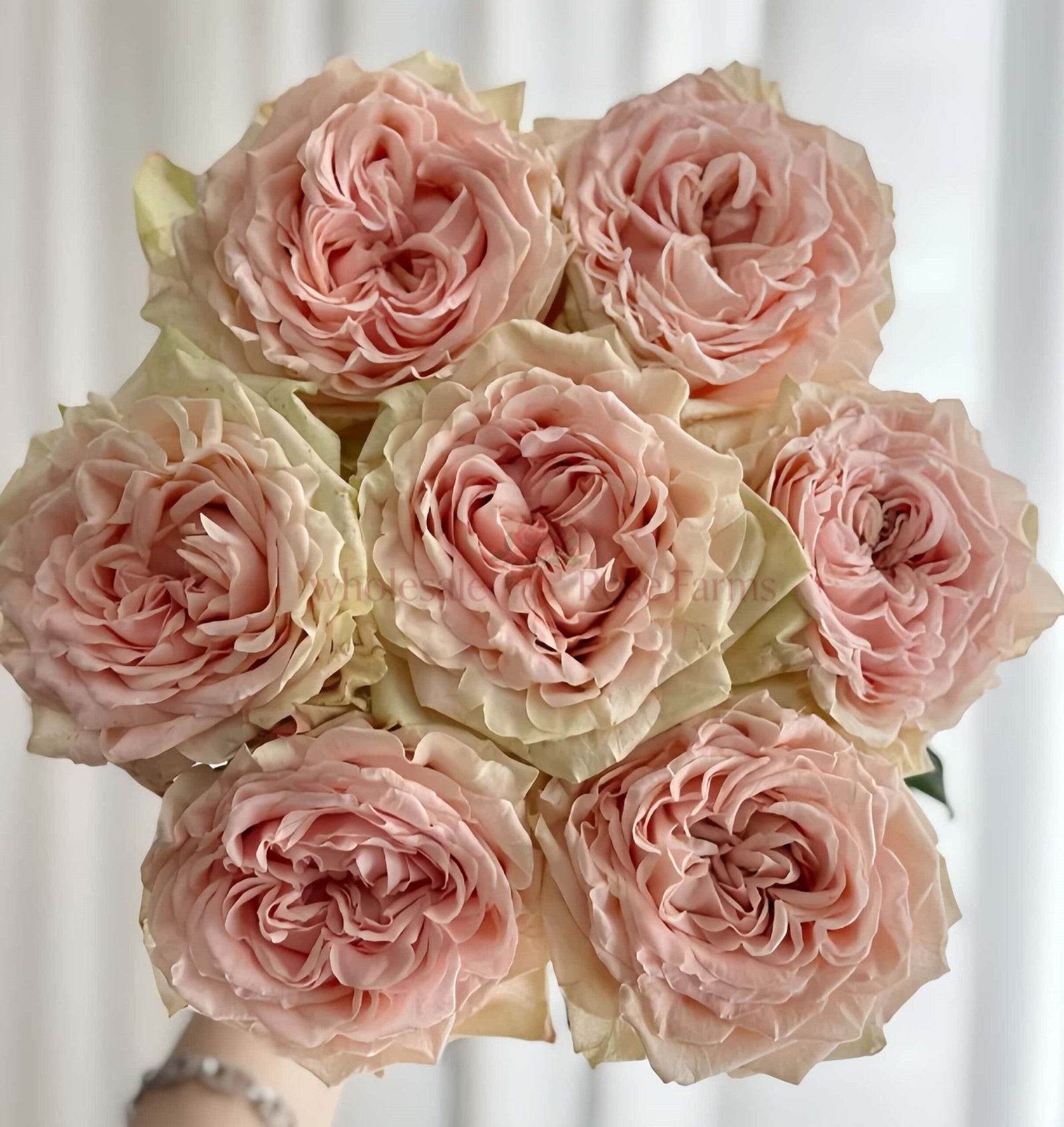 Art Nuvo Rose丨Wholesale Rose Farms
