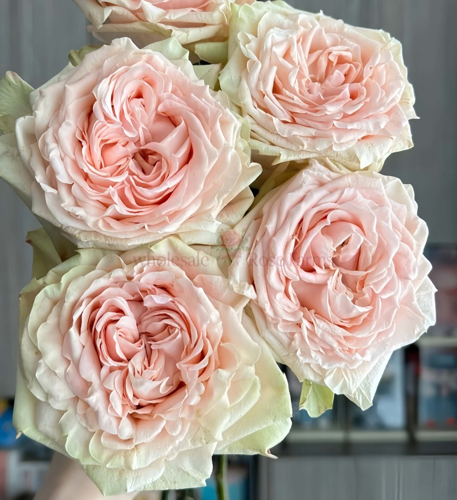 Art Nuvo Rose for Wholesale丨Wholesale Rose Farms