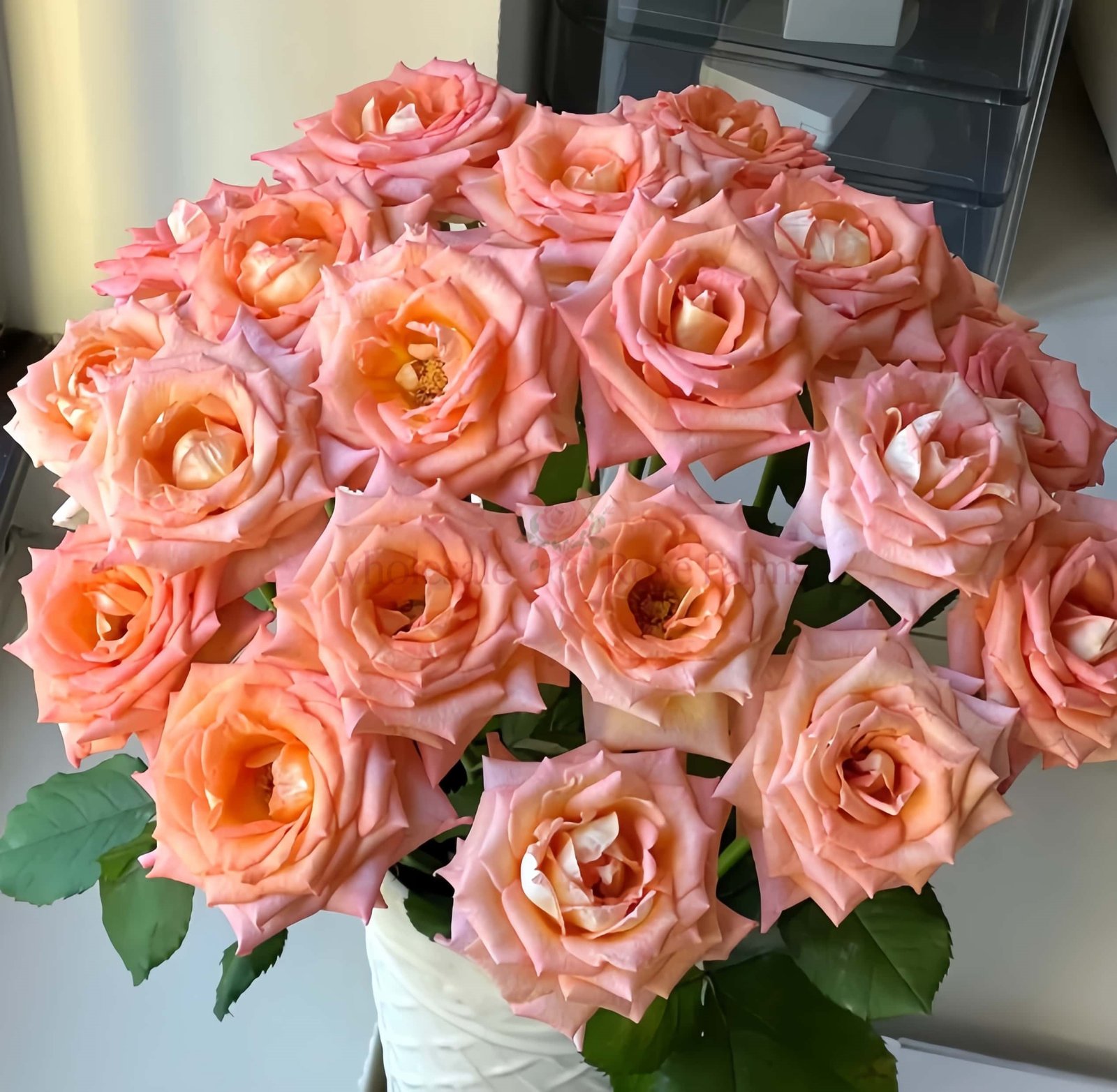 Autumn Twilight Rose丨Wholesale Rose Farms