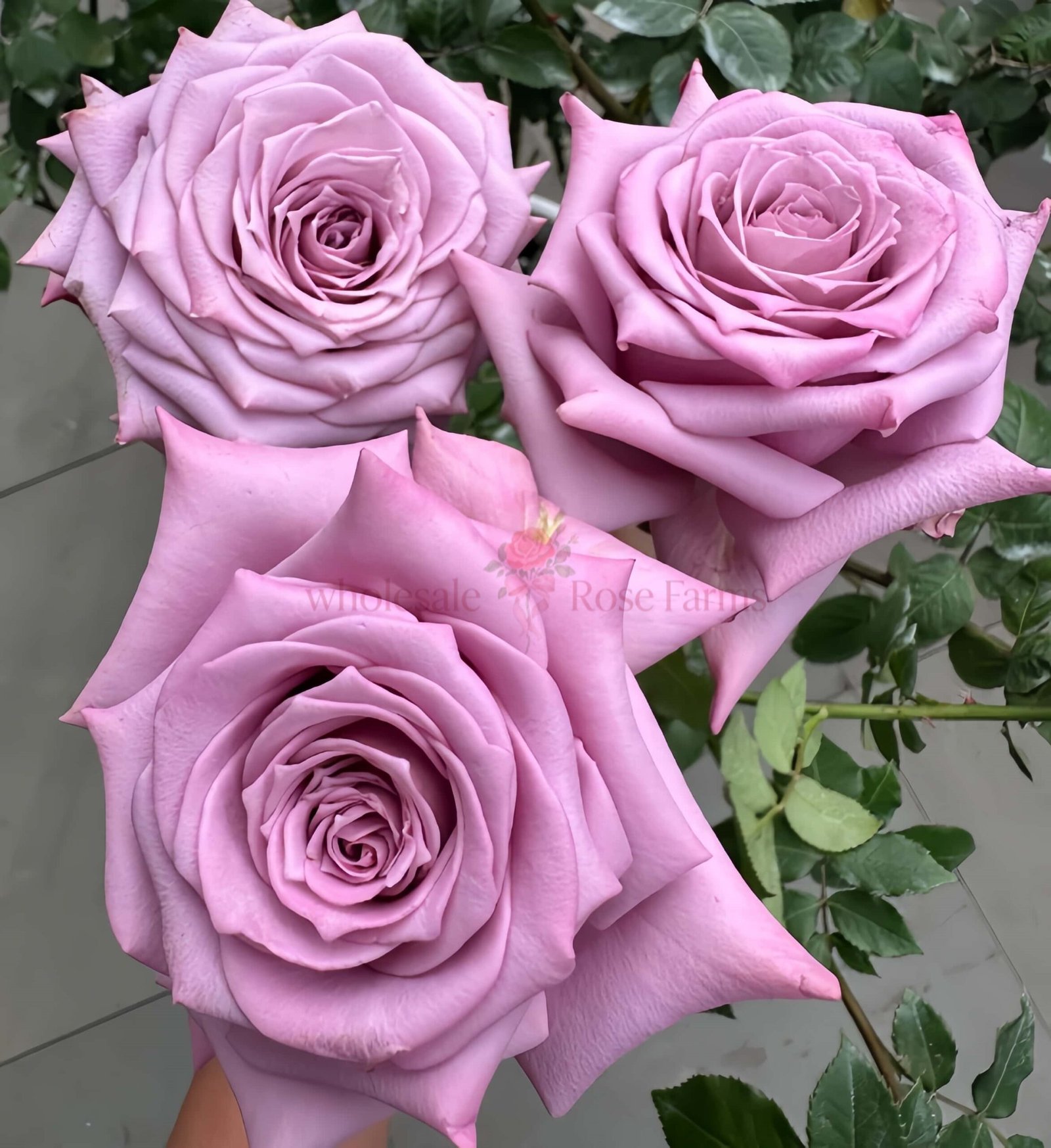 Avant Garde Rose plant丨Wholesale Rose Farms